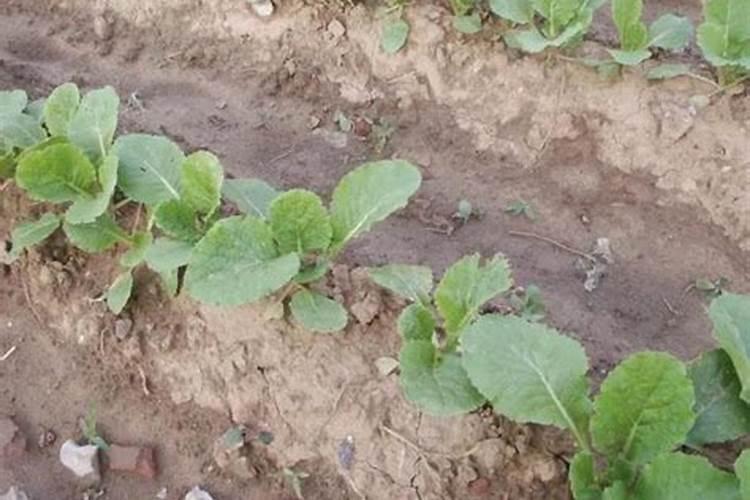 大白菜苗一窝放多少复合肥