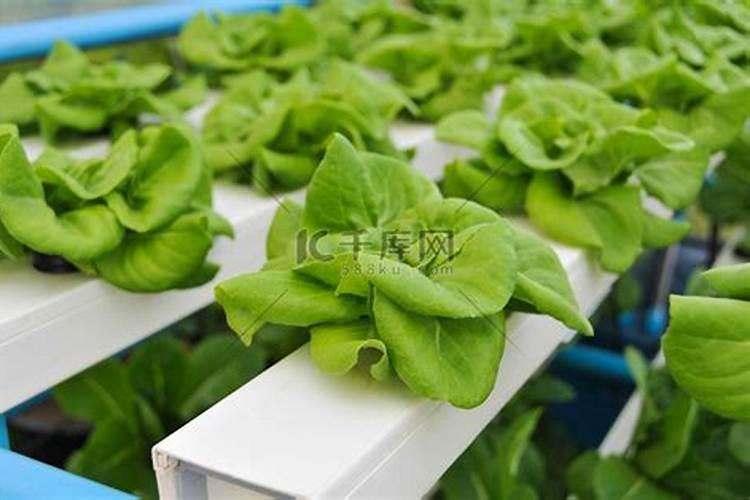有机水溶肥料是什么？它的特点和使用方法是？