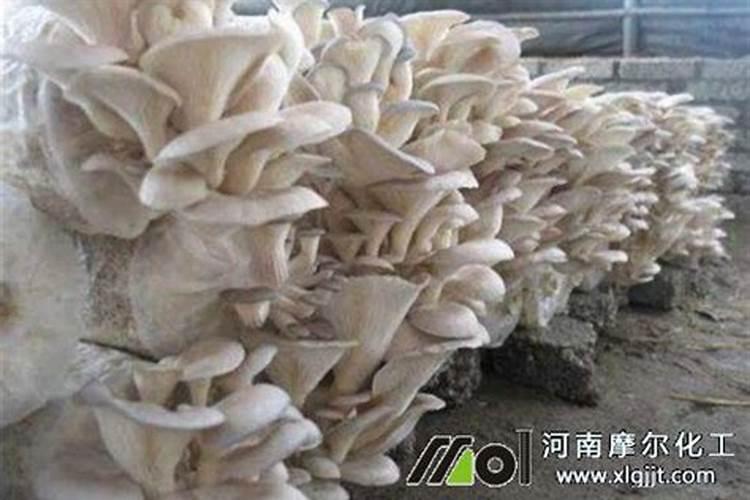 富硒蘑菇(食用菌)种植技术