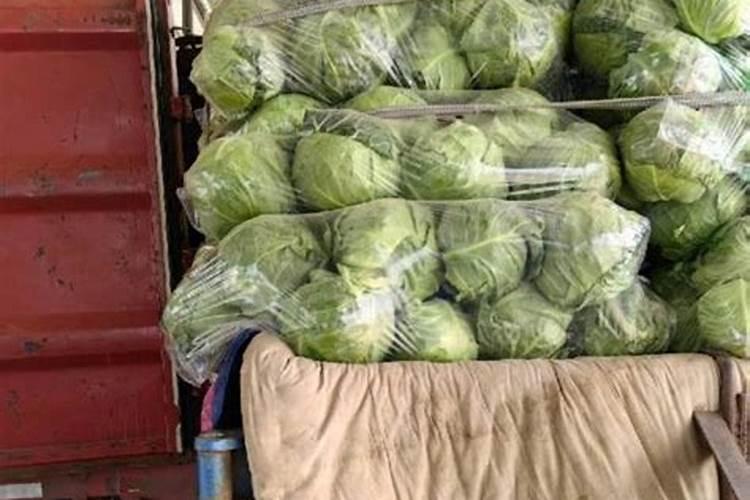 嘉宝果怎样施肥才正确