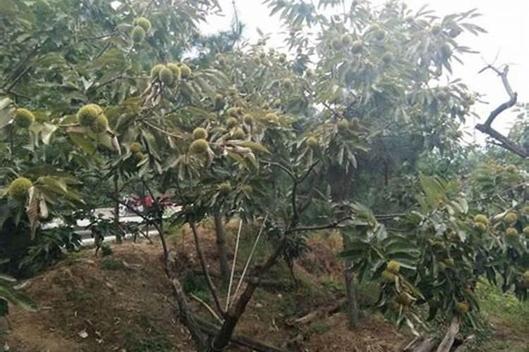 长豆角开花期喷什么药不掉花(打什么药能提高豆角产量)