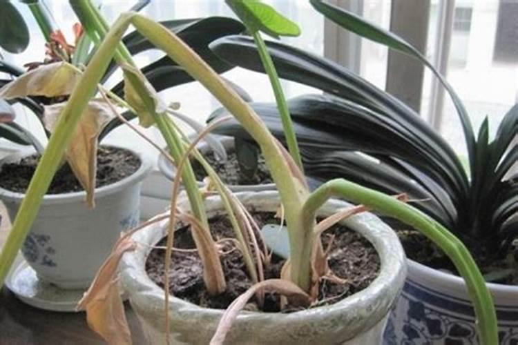 山茶花进入一月份如何养护？