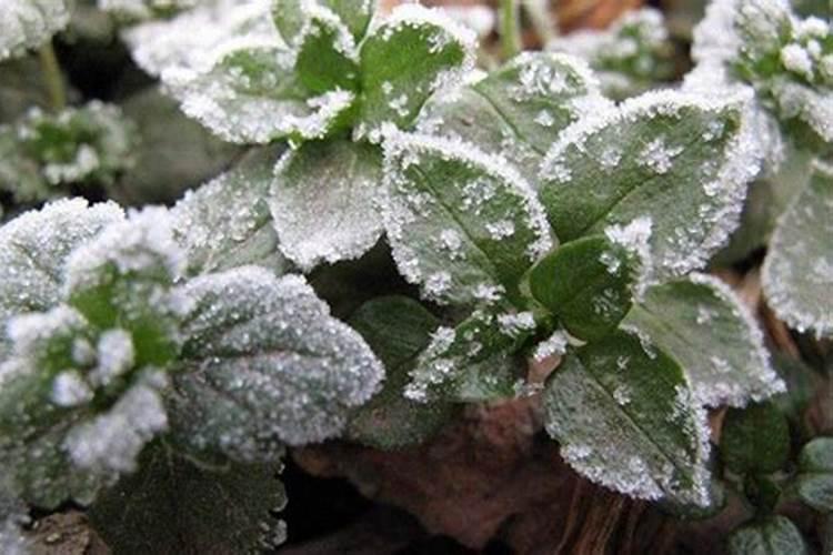 花多多10号肥料怎么用(养什么花用花多多10肥料好)