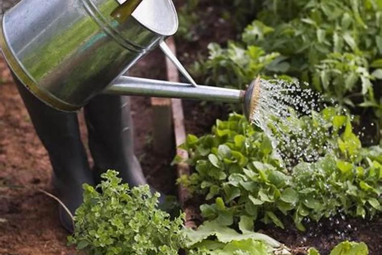 菜苗发芽几天可以施肥