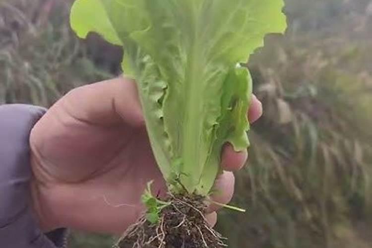 菜苗移栽几天后可施肥