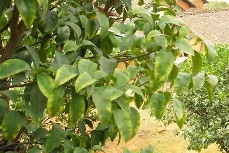 柑橘结果期用什么肥料产量高？柑橘挂果期用什么冲施肥好？