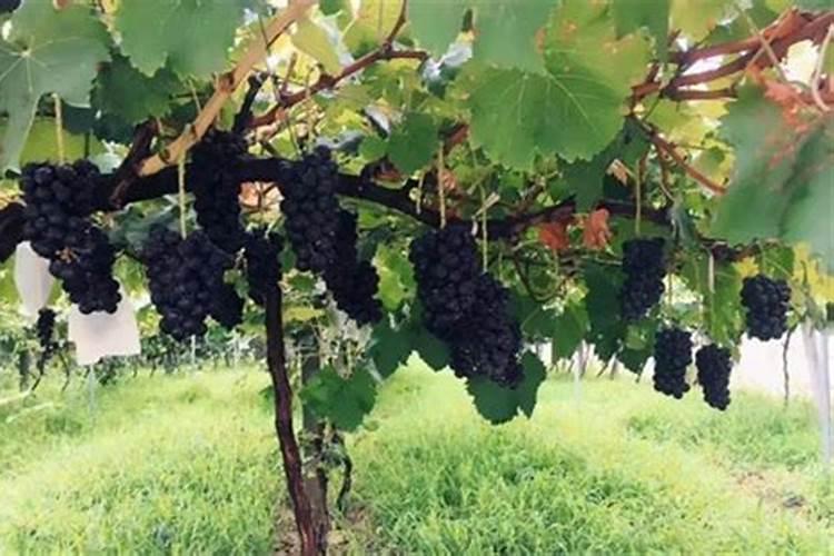 农资批发农药购买平台有哪些？