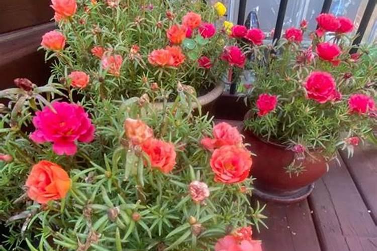 太阳花夏季如何施肥花开满枝头