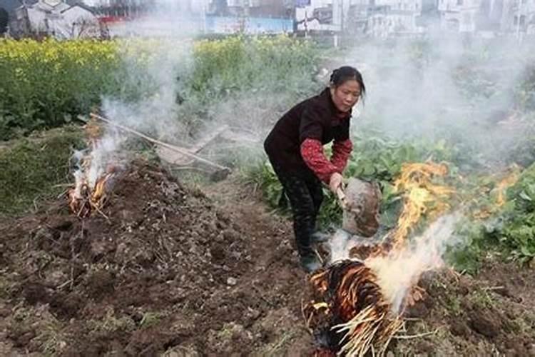 怎么能快速腐熟鸡粪做肥料不烧根