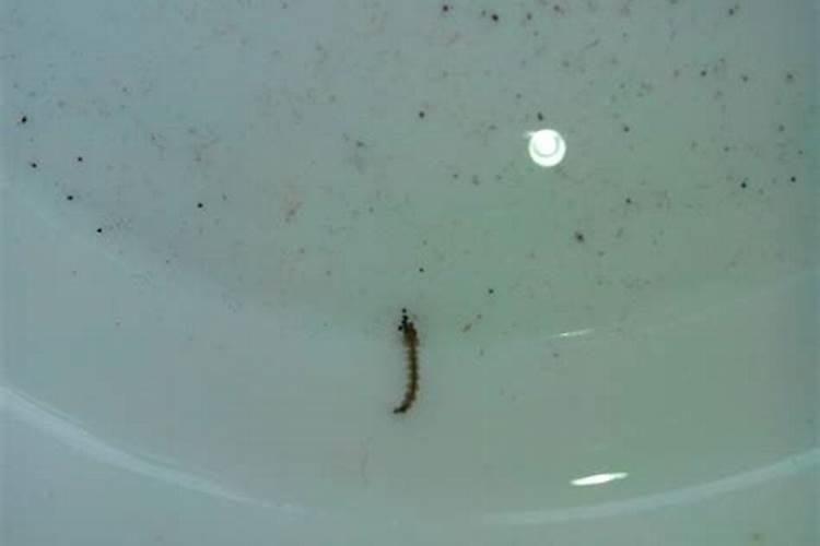 最好的海藻肥排名