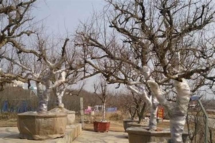 海威施和二氢钾哪个好用