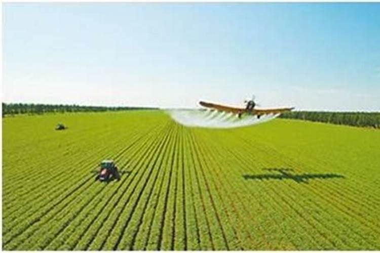 速生杨什么时候喷施叶面肥最好？