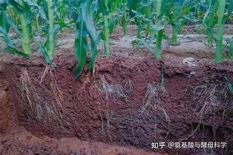 硝酸磷肥如何使用？硝酸磷肥的作用