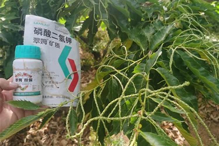 板栗什么时候喷叶面肥最好