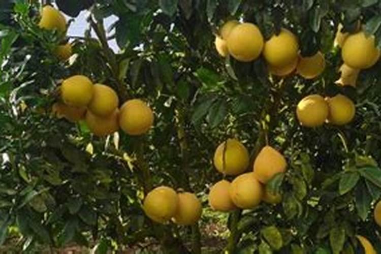 离大树多远可以呼吸新鲜空气