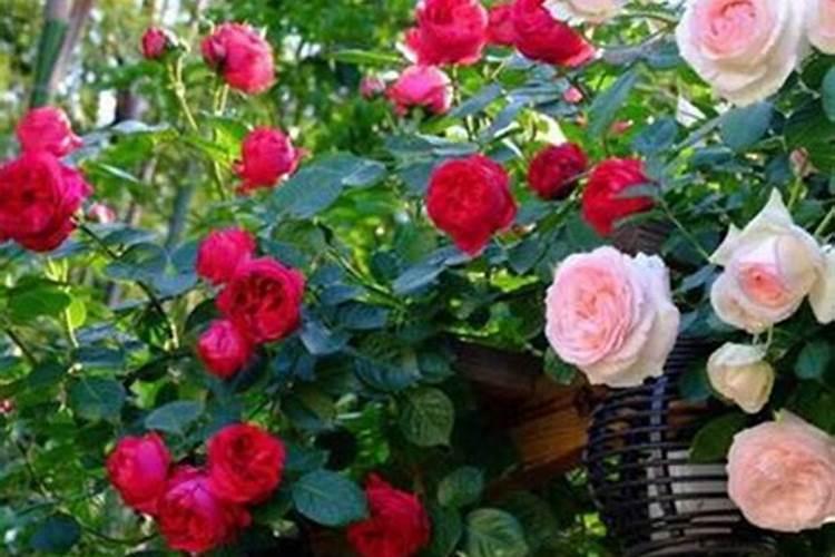 焦作市花卉肥料生产厂家分布在哪里