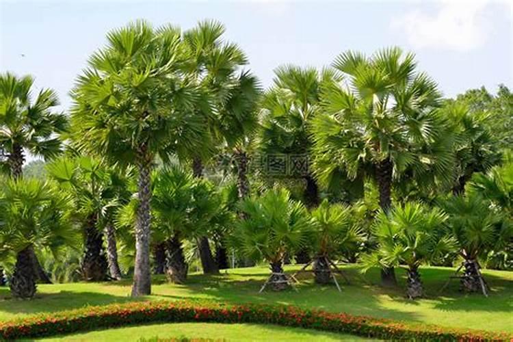 棕榈树怎样浇水施肥及日常管理