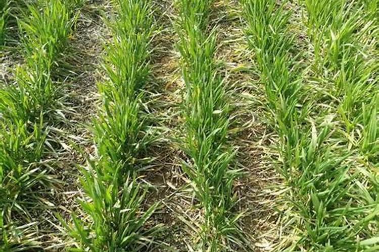 吊兰施什么肥料长得好