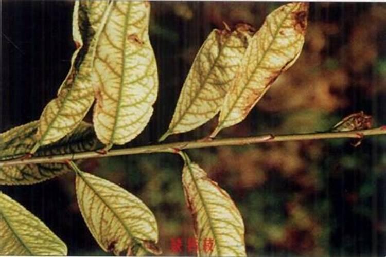 桃树发黄干枯死亡,明年长叶子吗？