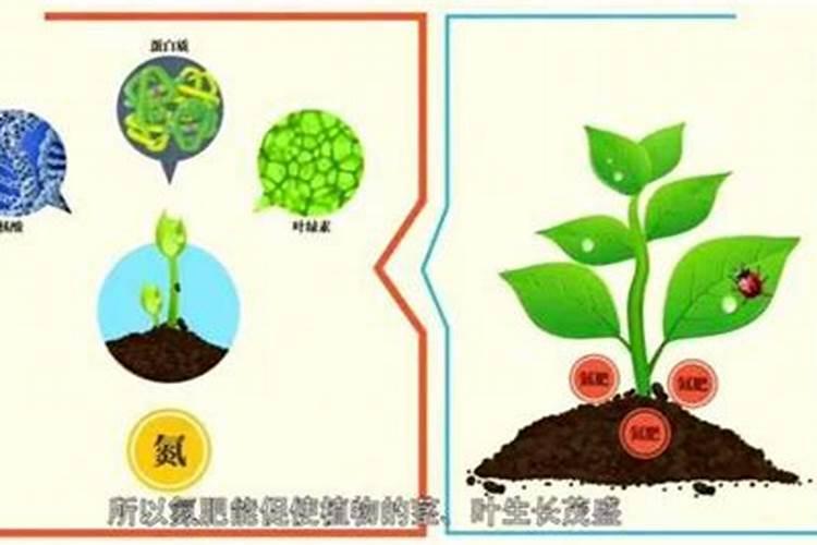 自制氮肥有哪些,用什么可以自制氮肥呢