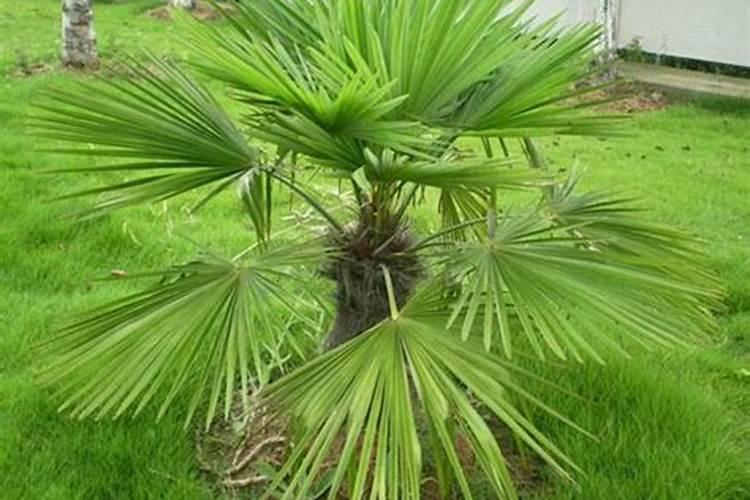 棕榈树怎样浇水施肥及日常管理