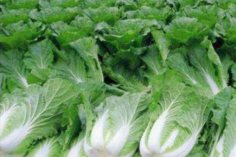 生根剂和冲施肥的区别