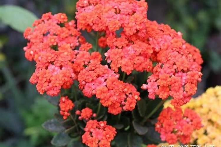 叶霸1号和叶霸2号区别