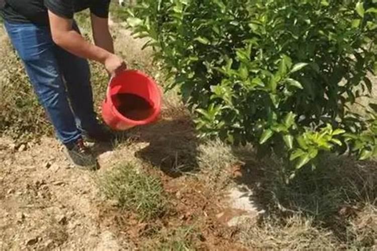 营养土钙镁磷用量