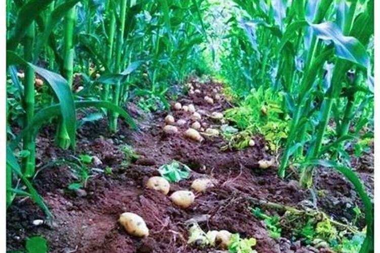 玉米专用肥可以用在其他作物上吗