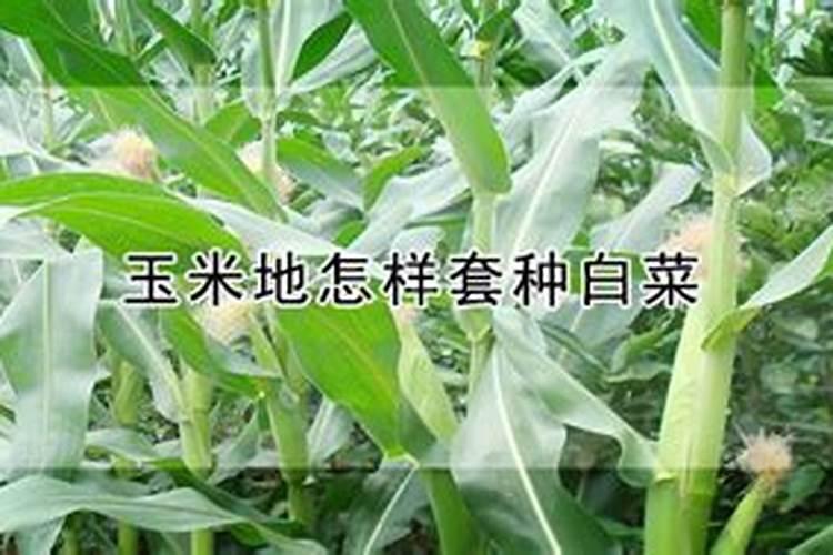 玉米专用肥料