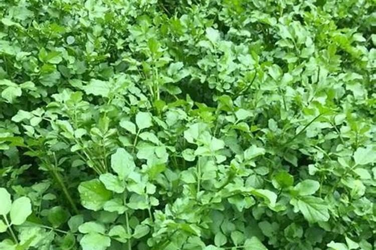 西洋菜用什么叶面肥能大叶