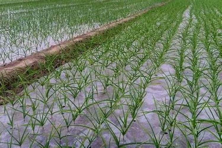 日本农业为什么发达呢