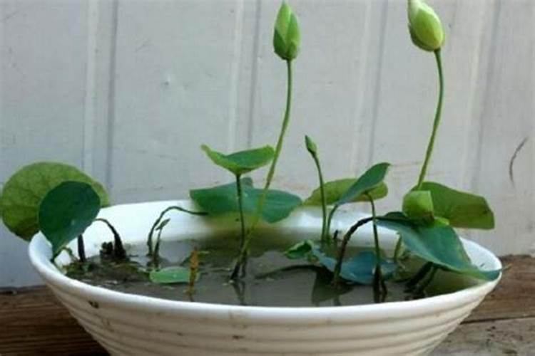 水溶肥知名品牌有哪些？