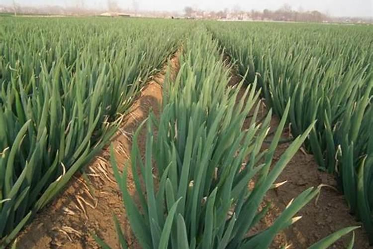 葱要加什么肥料最好