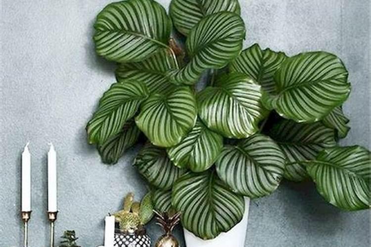 孔雀竹芋叶子向下耷拉