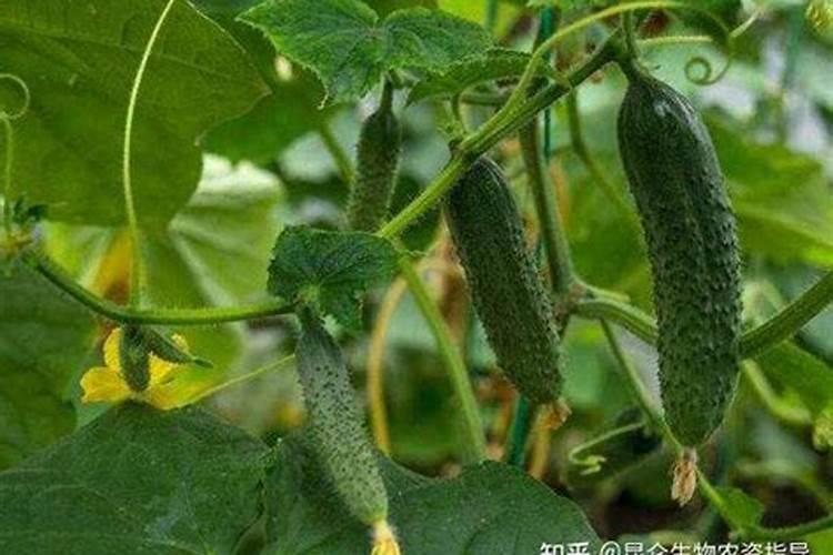 黄瓜膨果期用什么肥料