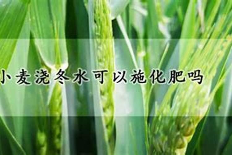 阳台种植上海青的方法谁能教教我？种植小香葱的方法？