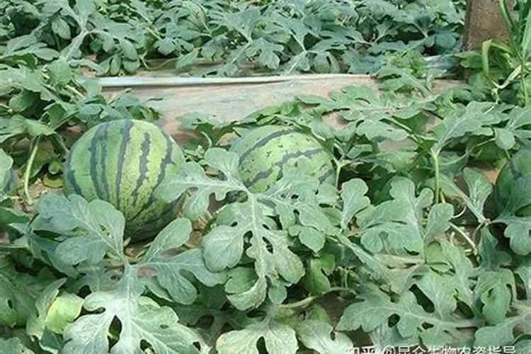 西瓜膨果期用什么肥料