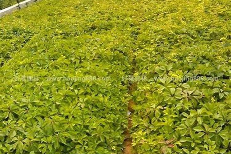 油茶树什么时候施肥