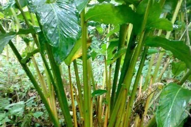 豆蔻是什么植物