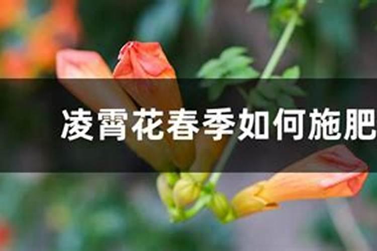 怎么给蓝莓幼苗上肥料
