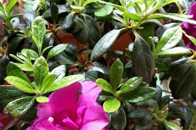 杜鹃花怎么施肥