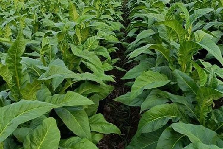 辣椒能用烤烟复合肥施肥吗？