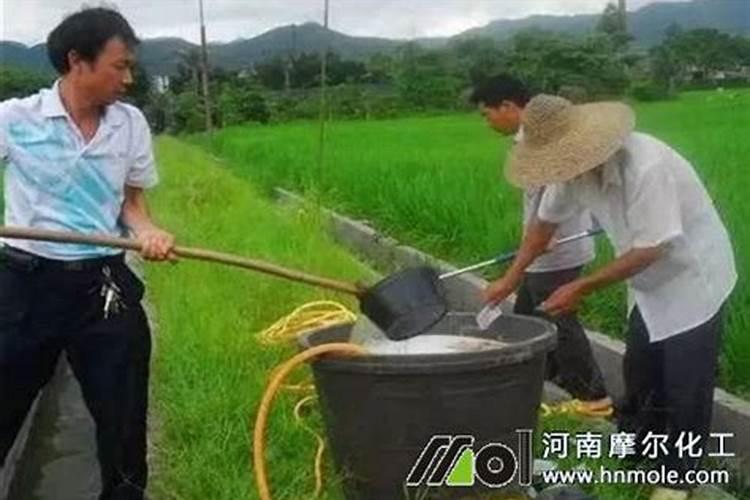 氨基酸水溶肥适合移栽苗吗