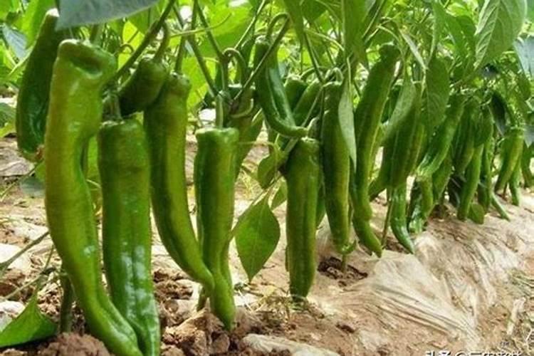 辣椒施肥用什么化肥好,什么时候施肥效果好