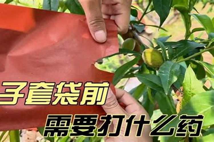 苹果套袋前打什么农药配方