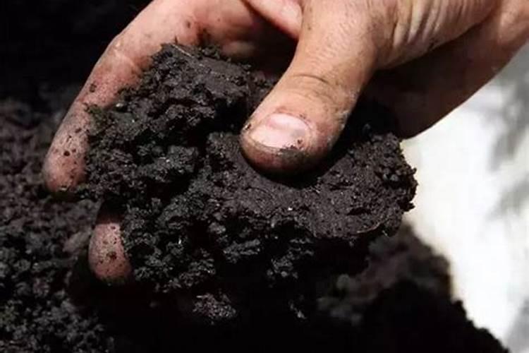 种植黄金果一亩需要商品有机肥一亩施用底肥多少斤为宜呢？