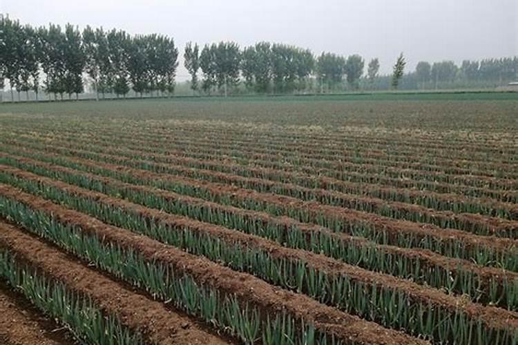 玉米专用肥含什么成分