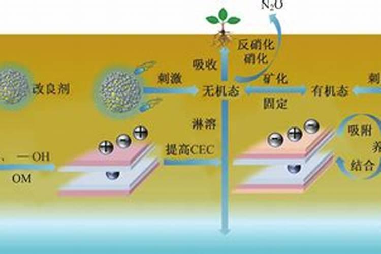 珍珠枣油桃春季怎么管理好