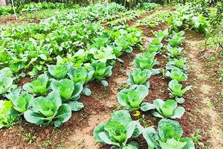 果啤浇花好处和坏处？